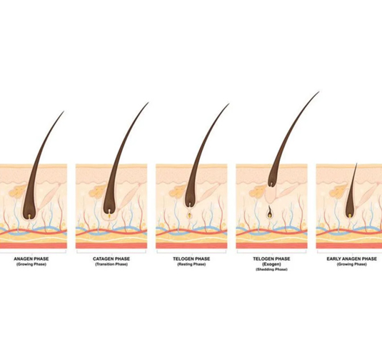 Body hair growth steps